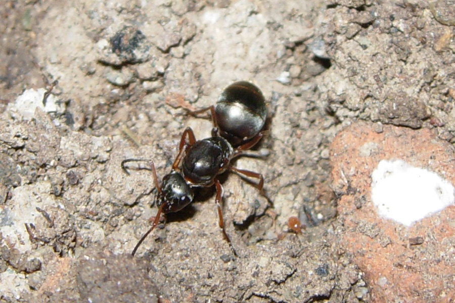 Formiche del mio giardino